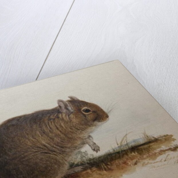 Octodon cumingii, 1836 by Edward Lear