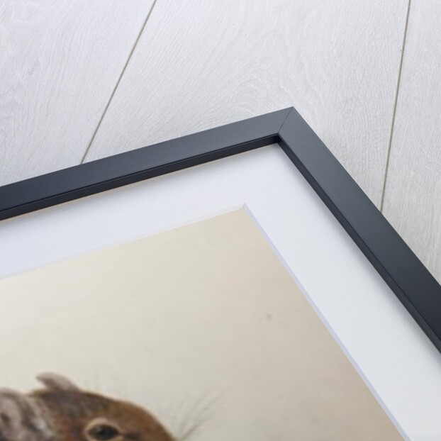 Octodon cumingii, 1836 by Edward Lear