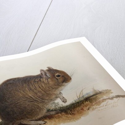 Octodon cumingii, 1836 by Edward Lear