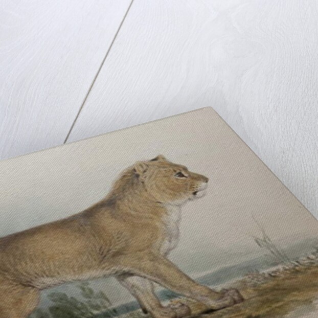 Maneless Lion of Guzerat, 1835 by Edward Lear