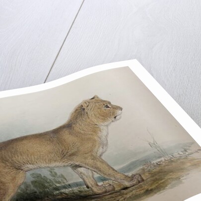 Maneless Lion of Guzerat, 1835 by Edward Lear