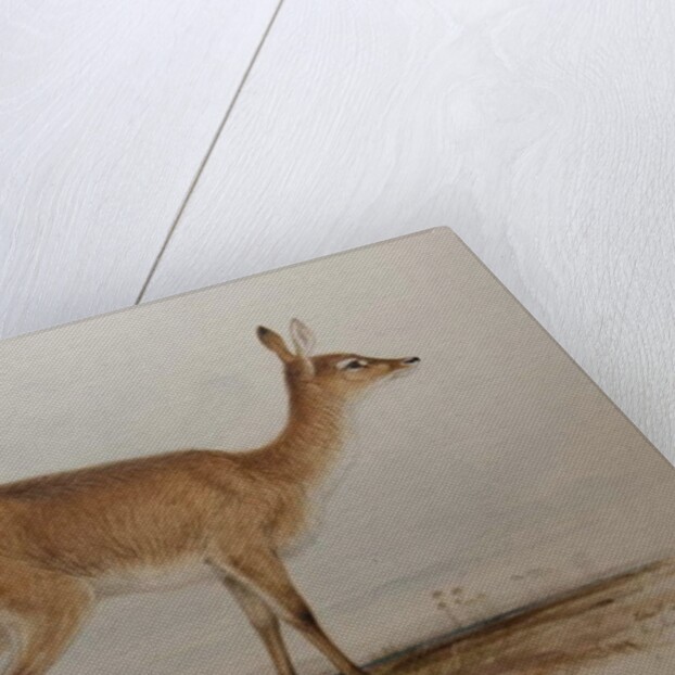 Red Lechwe, 1836 by Edward Lear