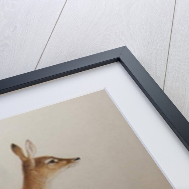 Red Lechwe, 1836 by Edward Lear