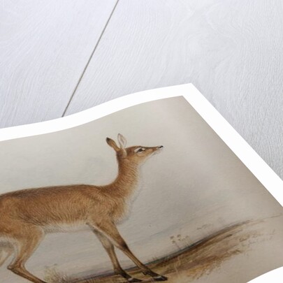 Red Lechwe, 1836 by Edward Lear