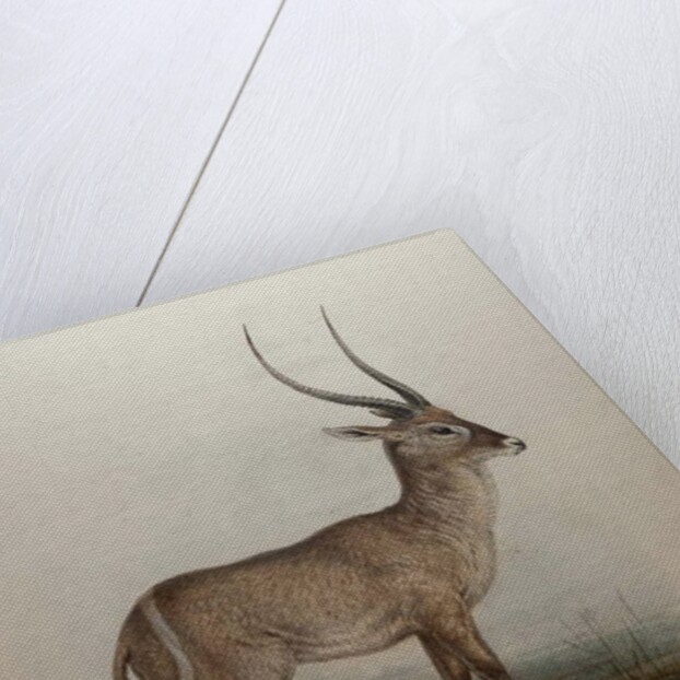 Bohor Reedbuck, 1834 by Edward Lear