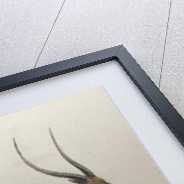 Bohor Reedbuck, 1834 by Edward Lear