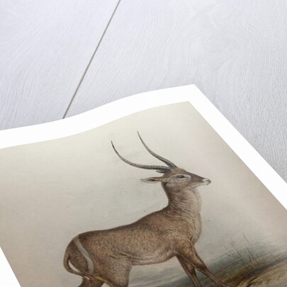 Bohor Reedbuck, 1834 by Edward Lear