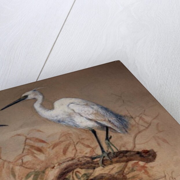 Egrets, 1867 by Joseph Wolf