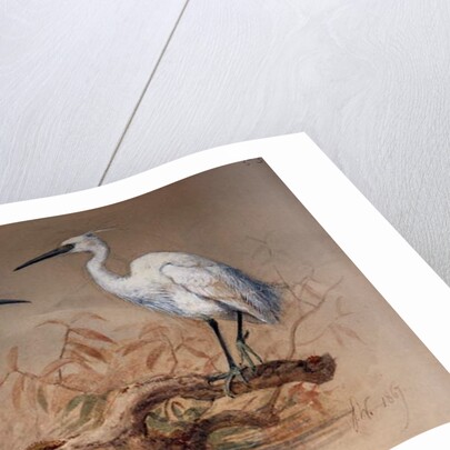 Egrets, 1867 by Joseph Wolf