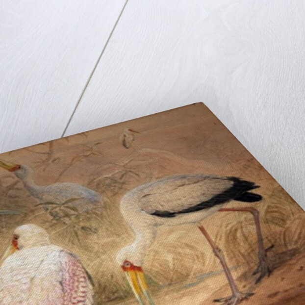 Indian Tantalus, 1856-67 by Joseph Wolf