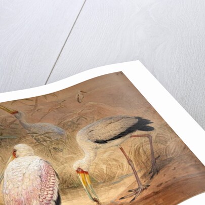 Indian Tantalus, 1856-67 by Joseph Wolf