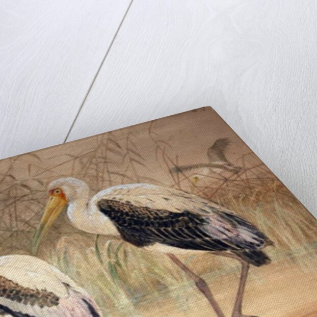 African Tantalus, 1856-67 by Joseph Wolf