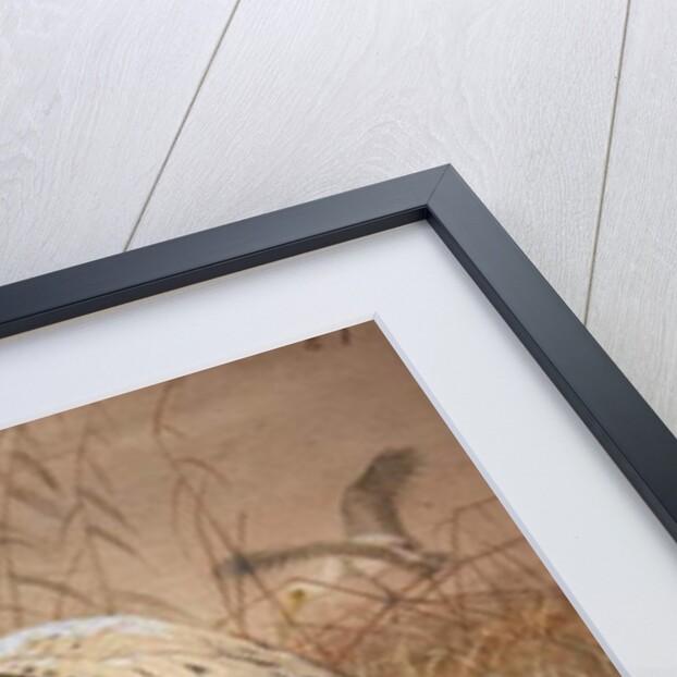 African Tantalus, 1856-67 by Joseph Wolf