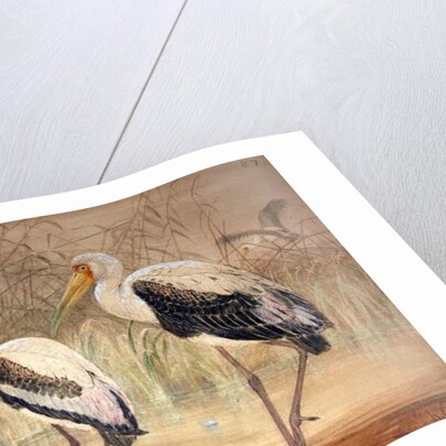 African Tantalus, 1856-67 by Joseph Wolf