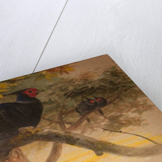 Purple Kaleege, c.1851-76 by Joseph Wolf