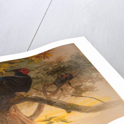 Purple Kaleege, c.1851-76 by Joseph Wolf