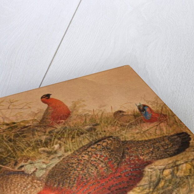 Horned Tragopan, c.1851-76 by Joseph Wolf