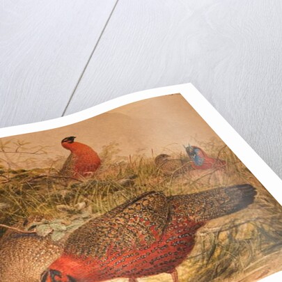 Horned Tragopan, c.1851-76 by Joseph Wolf