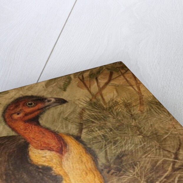 Brush Turkey, c.1851-76 by Joseph Wolf