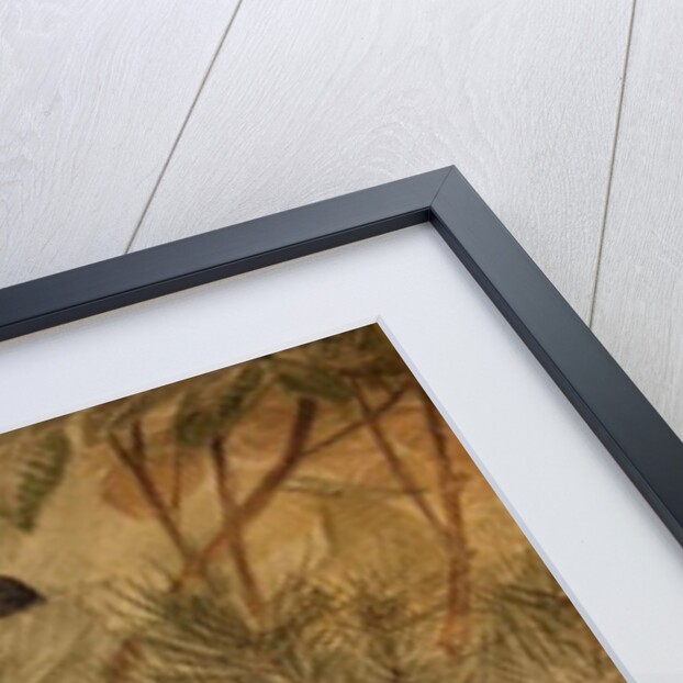 Brush Turkey, c.1851-76 by Joseph Wolf