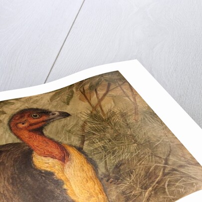 Brush Turkey, c.1851-76 by Joseph Wolf