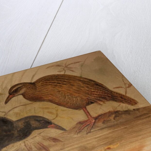 Weka Rail, c.1851-76 by Joseph Wolf
