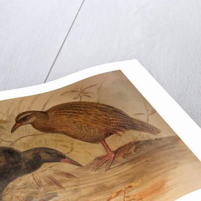 Weka Rail, c.1851-76 by Joseph Wolf