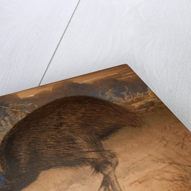 Bennett's Cassowary, c.1851-76 by Joseph Wolf