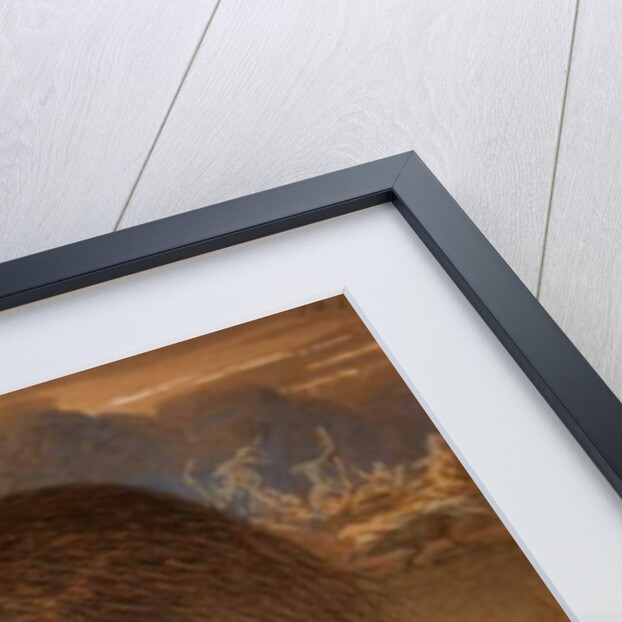 Bennett's Cassowary, c.1851-76 by Joseph Wolf