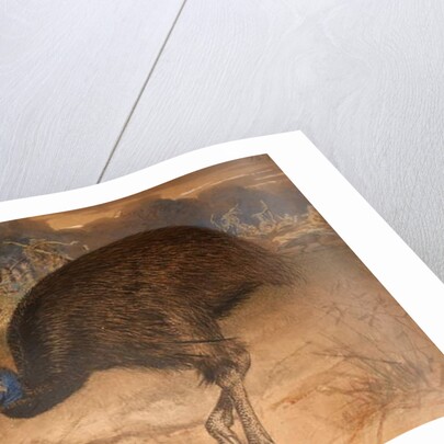 Bennett's Cassowary, c.1851-76 by Joseph Wolf