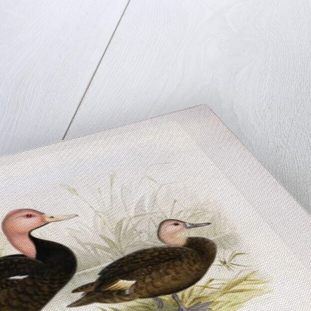 Pink-headed ducks, c.1896-1921 by Henry Jones