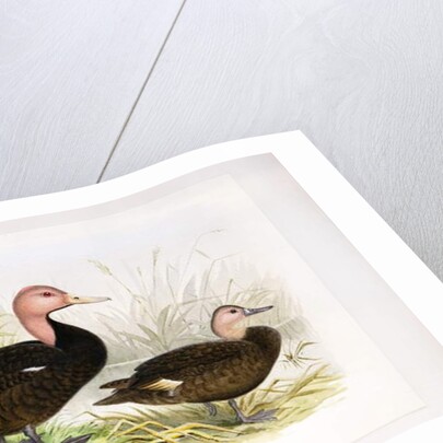Pink-headed ducks, c.1896-1921 by Henry Jones