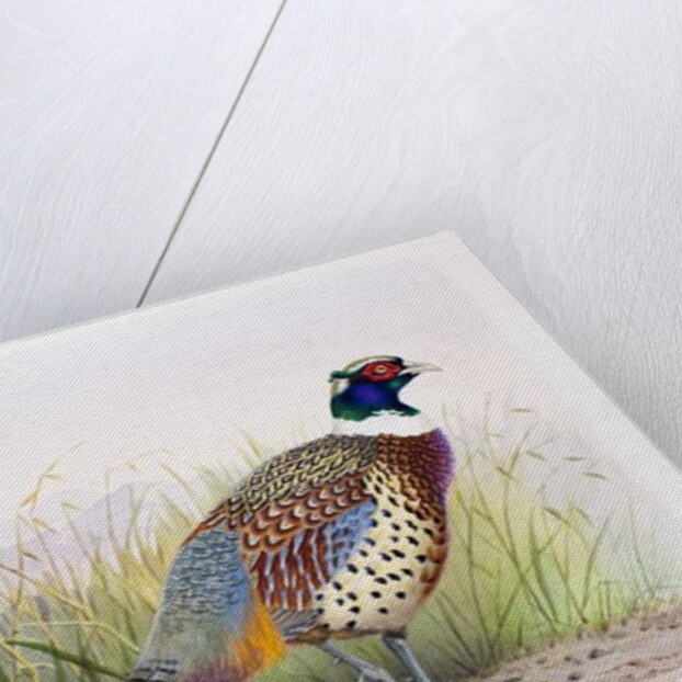 Phasianus hagenbecki, 1906-7 by Henry Jones