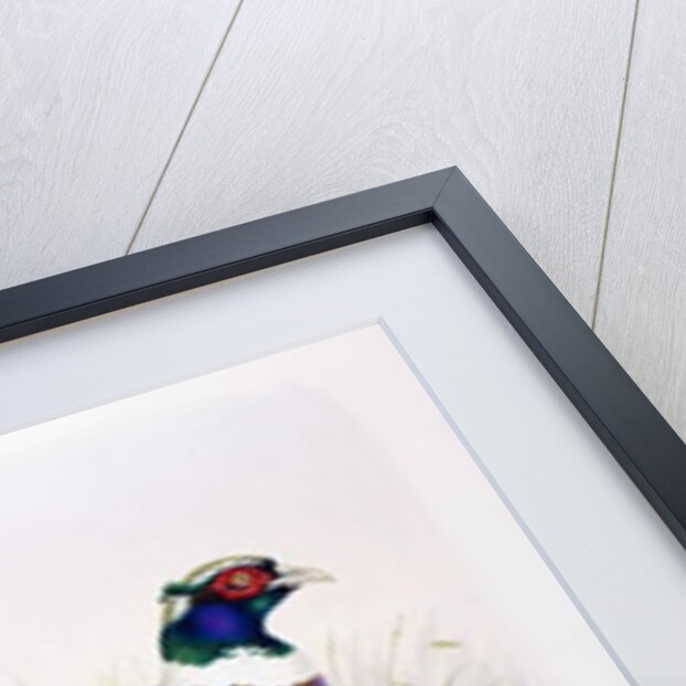 Phasianus hagenbecki, 1906-7 by Henry Jones