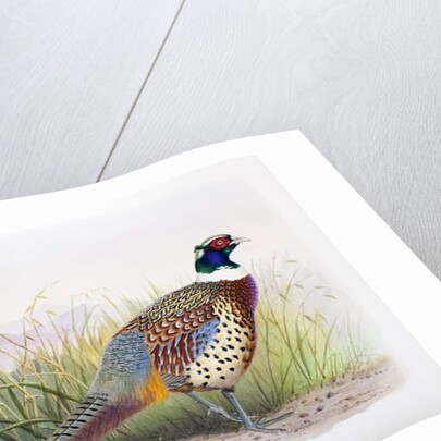 Phasianus hagenbecki, 1906-7 by Henry Jones