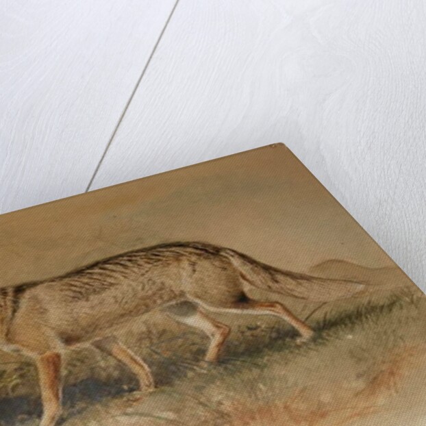 Azara's Fox - Canis azarae by Joseph Wolf