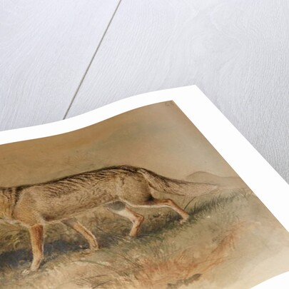 Azara's Fox - Canis azarae by Joseph Wolf