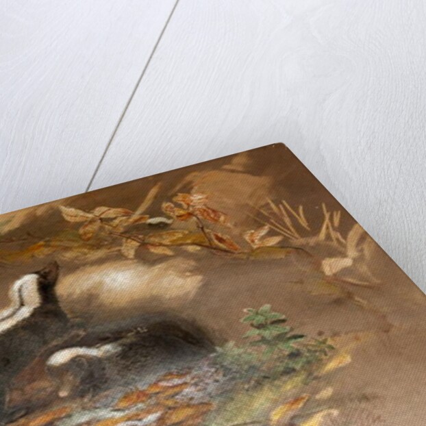 American Skunk by Joseph Wolf