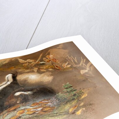 American Skunk by Joseph Wolf