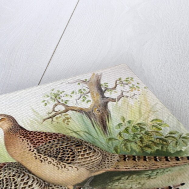 Phasianus mongolicus and Phasianus shawi, 1906-7 by Henry Jones