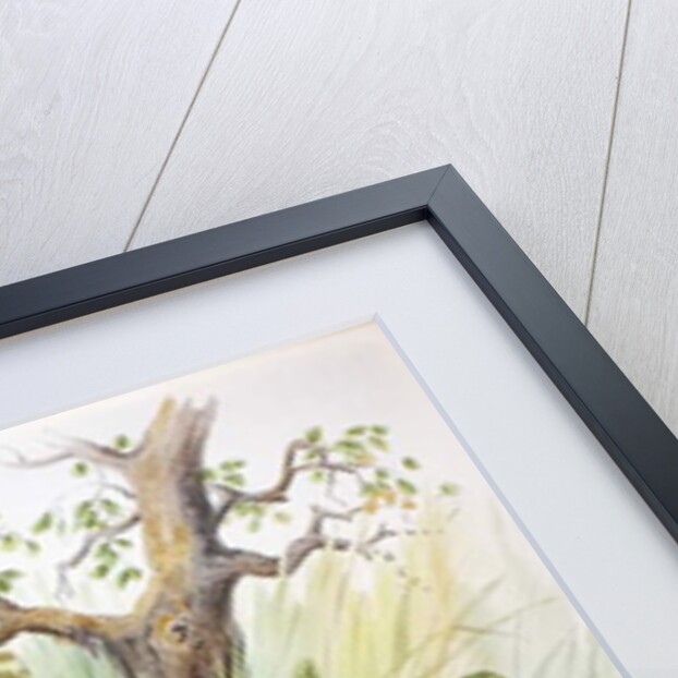 Phasianus mongolicus and Phasianus shawi, 1906-7 by Henry Jones