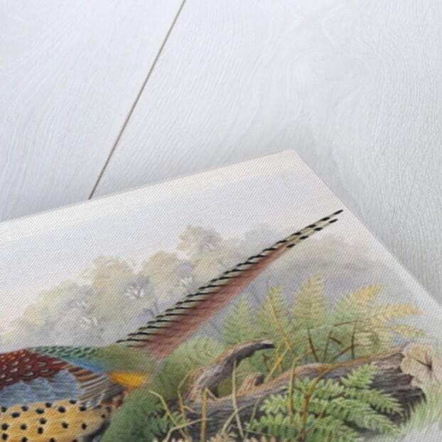 Phasianus Decollatus, 1906-7 by Henry Jones