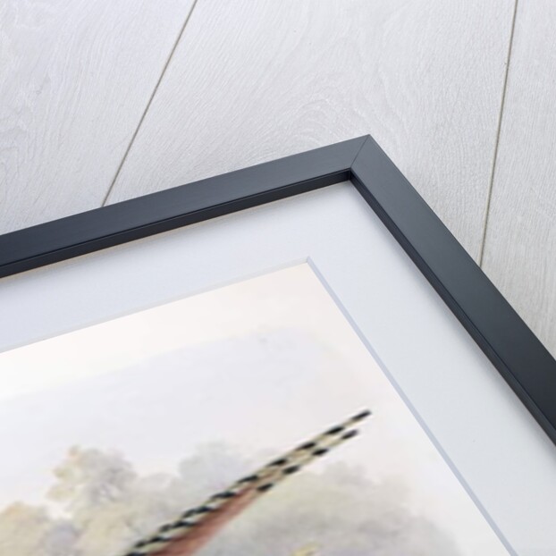 Phasianus Decollatus, 1906-7 by Henry Jones