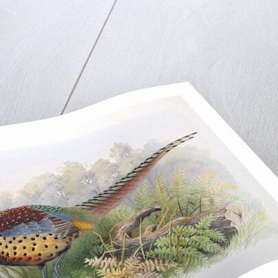 Phasianus Decollatus, 1906-7 by Henry Jones