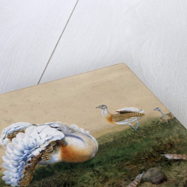 Great Bustards by Joseph Wolf