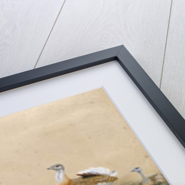 Great Bustards by Joseph Wolf