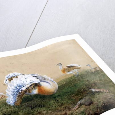 Great Bustards by Joseph Wolf