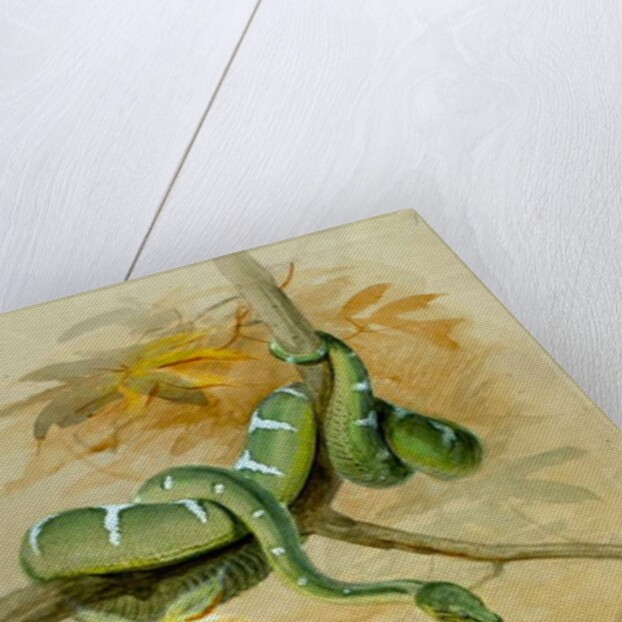 Green Boa by Joseph Wolf