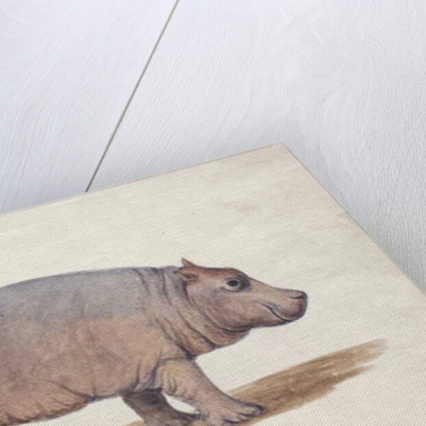 Obaysch, c.1850 by Joseph Wolf