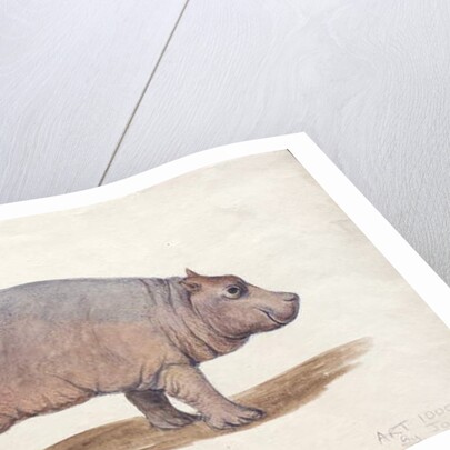 Obaysch, c.1850 by Joseph Wolf